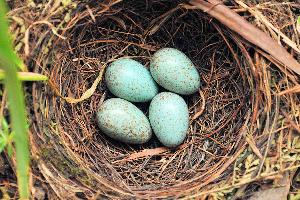 Our Nest